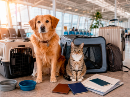 perro-y-un-gato-tranquilos-listos-para-viajar-con-petit-travelers